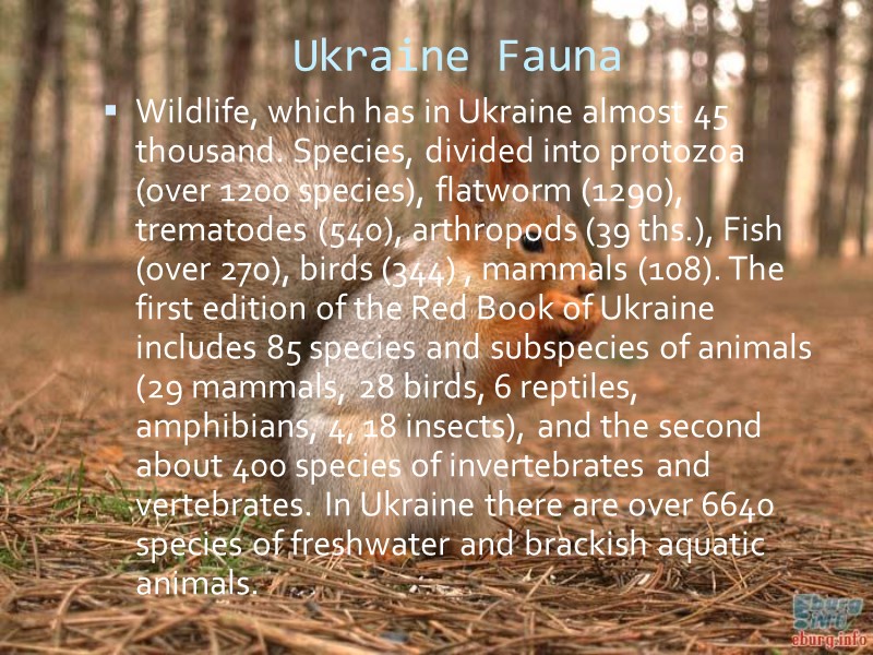 Ukraine Fauna Wildlife, which has in Ukraine almost 45 thousand. Species, divided into protozoa